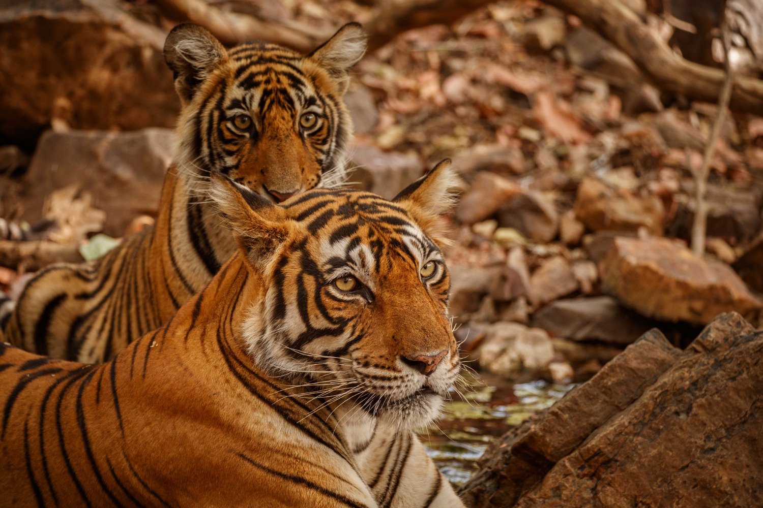 Panna Tiger Reserve: A Triumph of Conservation and Biodiversity